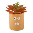  Crazy Eyes Planter with Succulent