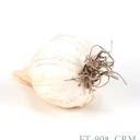  Artificial Garlic