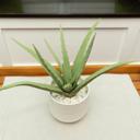  Faux Aloe Plant in White Ceramic Pot – 10.75 Inch Accent