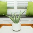  Faux Aloe Plant in White Ceramic Pot – 10.75 Inch Accent