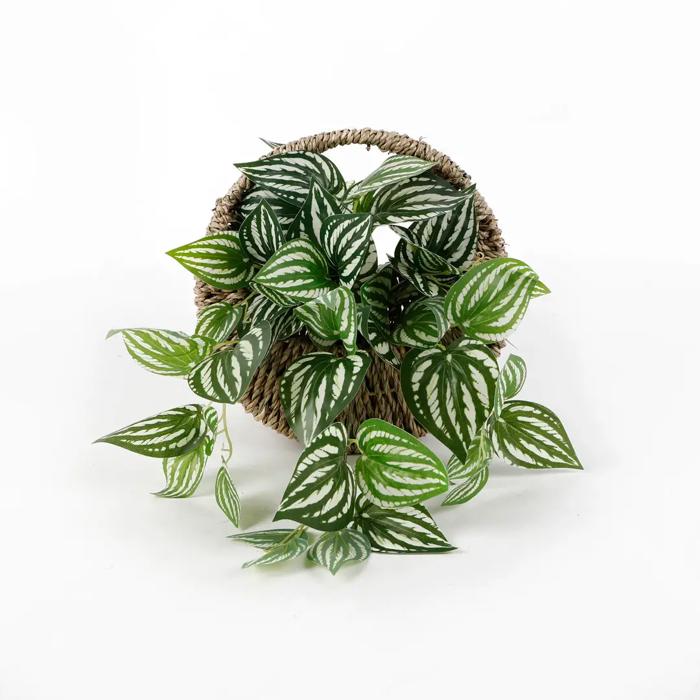 Trailing Ivy in 8.5" Hanging Basket 