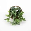  Trailing Ivy in 8.5" Hanging Basket 