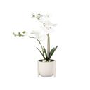  18"H Real-touch Orchids in 6" Ceramic Planter