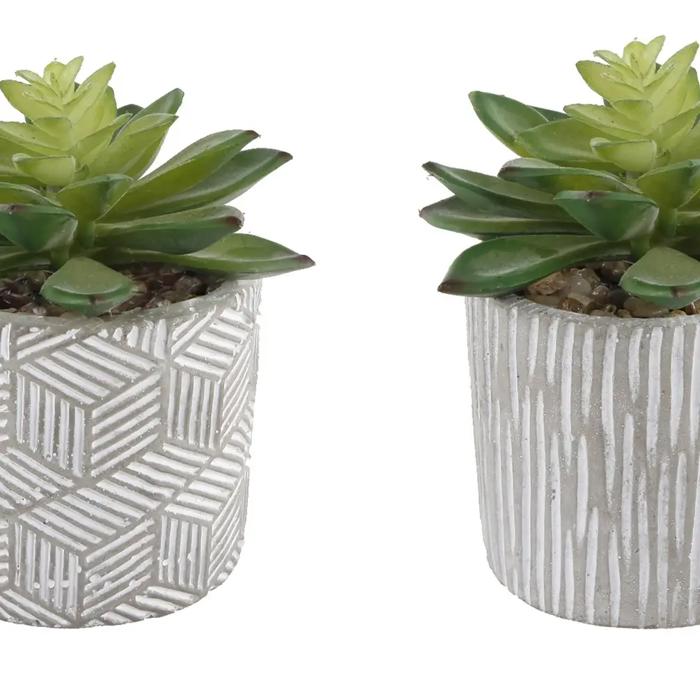 Set of 2 Succulents in Pattern Cement Planters