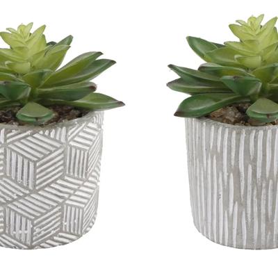 Set of 2 Succulents in Pattern Cement Planters