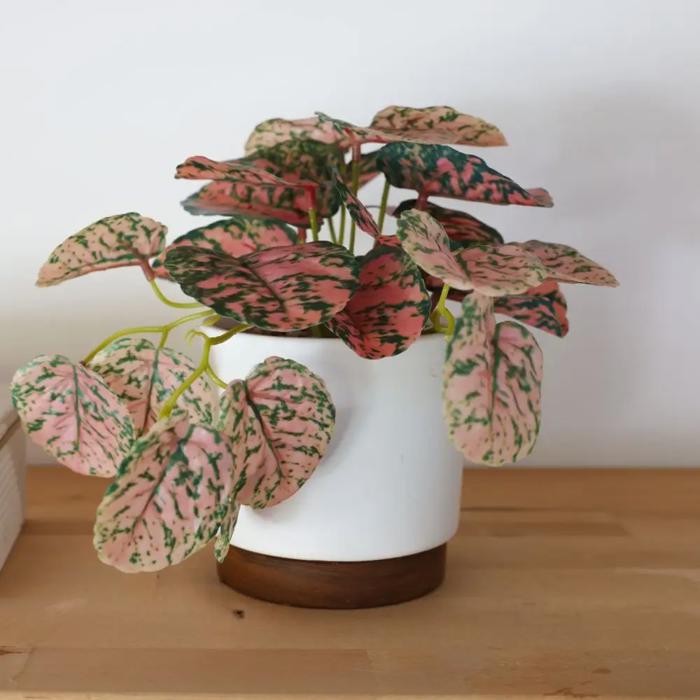 Trailing Plant in 4.25" Ceramic Pot