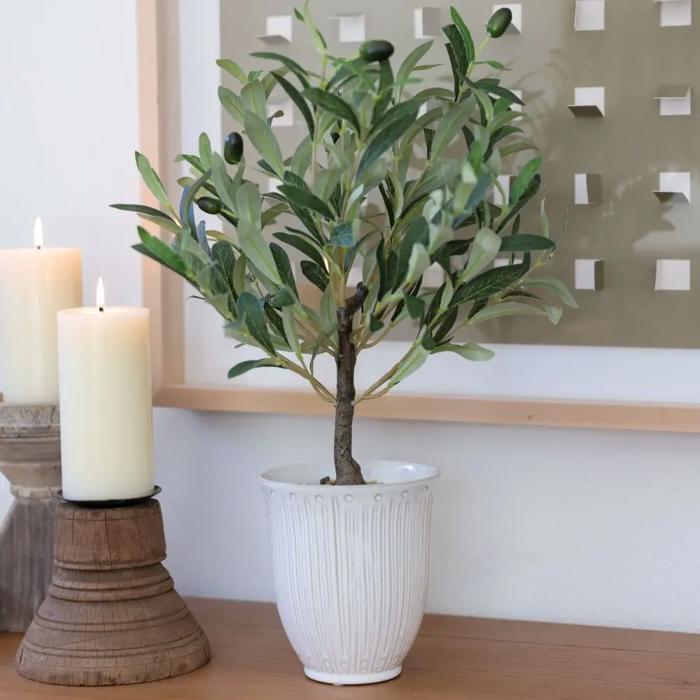25.5" Olive tree in 6" Texture Ceramic Pot 
