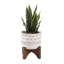  Snake Plant in Black Geo Planter