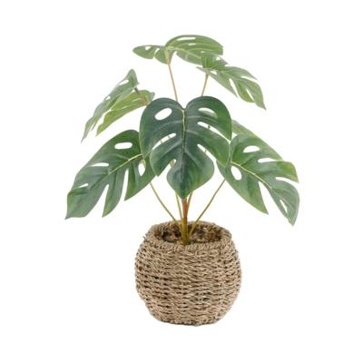 15"H Split Leaf in 6" Basket 