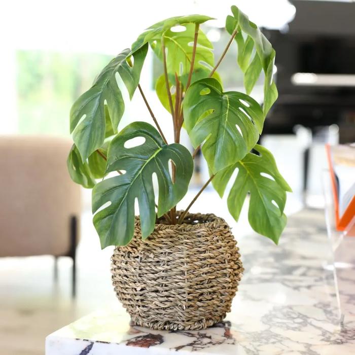 15"H Split Leaf in 6" Basket 