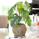  15"H Split Leaf in 6" Basket 