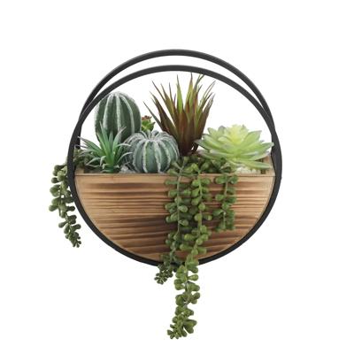 Succulent Mix in Round Hanging Planter