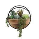  Succulent Mix in Round Hanging Planter