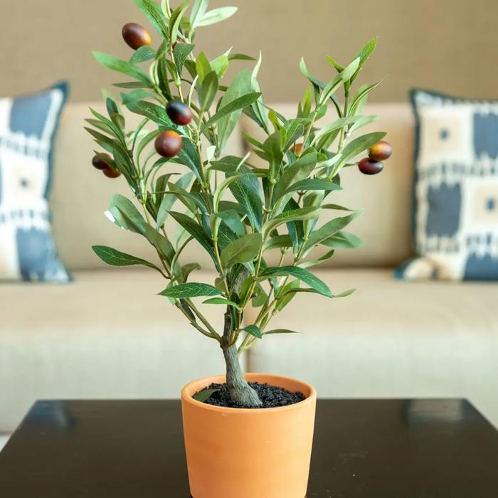 18" Olive Tree in 4" Clay Planter