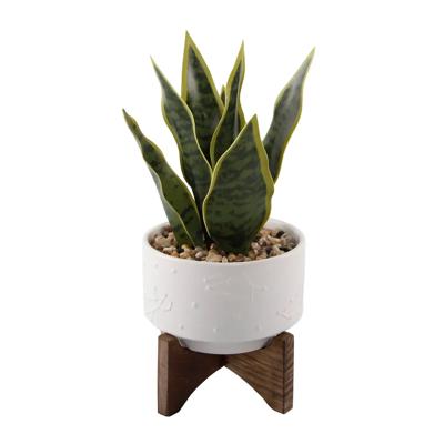 Snake Plant in Constellation Planter