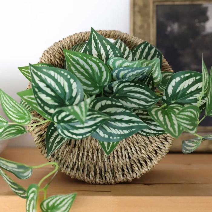 Trailing Ivy in 8.5" Hanging Basket 