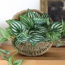  Trailing Ivy in 8.5" Hanging Basket 