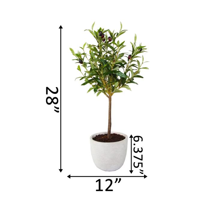  28" Olive Tree in Cement Planter