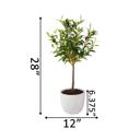   28" Olive Tree in Cement Planter