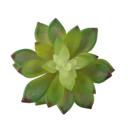  Artificial Jovibarba Emerald Spring with Stem