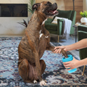 Adult Portable Silicone Pet Dog Cat Paw Feet Cleaning Brush Bottle