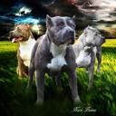 Queen Pitbull Guardians Collection � Plush Dog Blanket, Queen Size Comfort