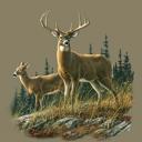 Queen Autumn Whitetails Deer Blanket – Plush Queen Size, Cozy & Warm