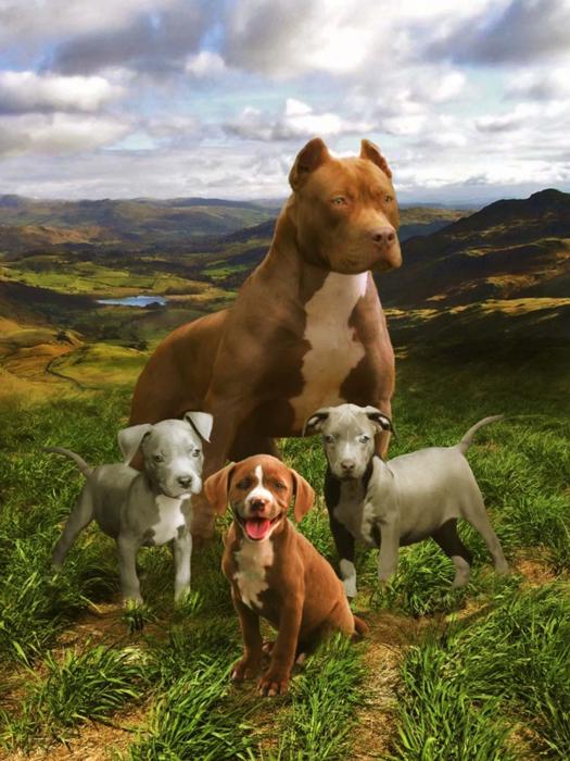 Pitbull Family Plush Blanket – Queen Size, Super Soft & Cozy