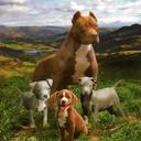 Queen Pitbull Family Plush Blanket – Queen Size, Super Soft & Cozy