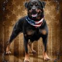 Queen Dog Queen Size Plush Blanket – Ultra Soft – Patriotic to the Bone