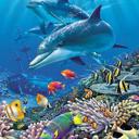  Ocean-Inspired Plush Blanket – Queen Size Dolphin & Fish Shipwreck Throw