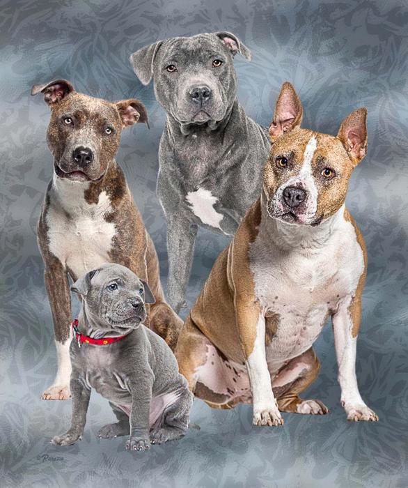 Pitbull Club Plush Blanket – Queen Size Comfort – Extremely Soft