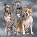 Queen Pitbull Club Plush Blanket – Queen Size Comfort – Extremely Soft