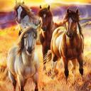 Queen Cozy Plush Queen Horse Blanket – Sunrise Beauties Exclusive