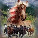 Queen Patriotic Stomp Plush Queen Horse Blanket � Ultra Soft & Cozy