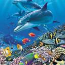 Queen Ocean-Inspired Plush Blanket – Queen Size Dolphin & Fish Shipwreck Throw