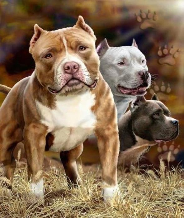 Plush Queen Size Pitbull Blanket - Super Soft & Warm
