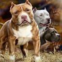  Plush Queen Size Pitbull Blanket - Super Soft & Warm