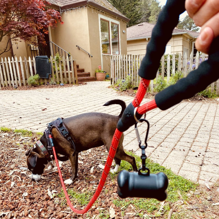 Reflective Dog Leash w/Poop Bag Dispenser