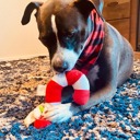  Joyful Dog Christmas Bundle: Toys, Treats & Stylish Bandana