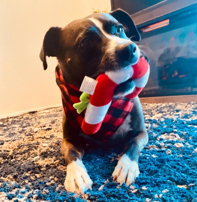 Joyful Dog Christmas Bundle: Toys, Treats & Stylish Bandana