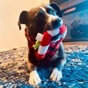  Joyful Dog Christmas Bundle: Toys, Treats & Stylish Bandana