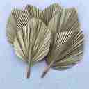  3pcs Natural, Sun-Dried, Hand-Painted Coastal GOLD Palm Leaves, Home & Party Decor, Weddings, Baby Shower, SAME DAY FREE SHIP 