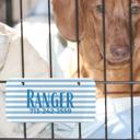  Custom Pet Kennel Name Tag, Personalized Crate Plate for Dogs or Cats, Great for Boarding Vet Visits Travel Carriers, New Pet Parent Gift