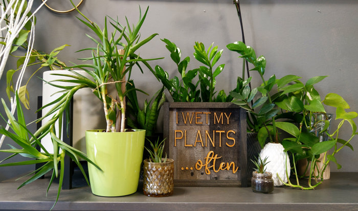 I Wet My Plants Often - Shiplap Wood Sign