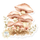 Mushrooms Pastel Fairy Garden Stocking Stuffer Vinyl Decal Fun Custom Decal Waterproof Stickers
