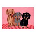11.8 x 15.7 inches Iga Kosicka - Dachshunds  Poster  without frame