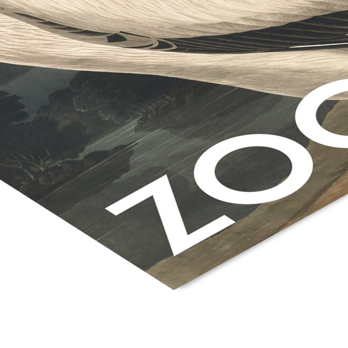 A.P. Atelier - The Zoo Collection — White Pelican — Edt. 002  Poster  without frame