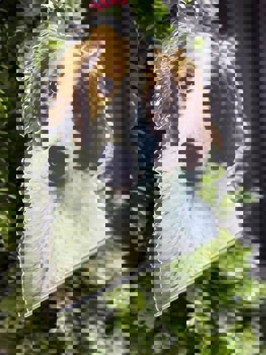 Custom Pet Photo Ornament | UV Printed on Clear Acrylic | Personalized Dog or Cat Keepsake