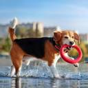  Dog Ring Toy